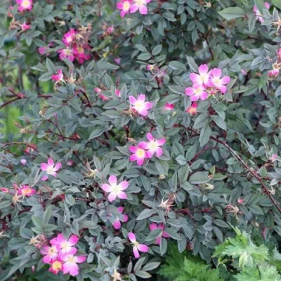 Саженцы роз сизая — описание сорта Саженцы роз сизая в Видном