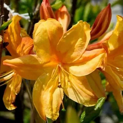 Азалия ГОЛДЕН ЛАЙТС листопадная  Азалия ГОЛДЕН ЛАЙТС листопадная в Видном