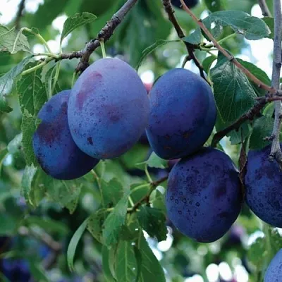 Слива ЭМПРЕСС  Слива ЭМПРЕСС в Видном