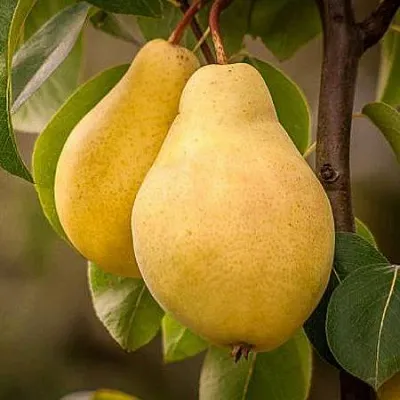 Осенние сорта  Осенние сорта в Видном