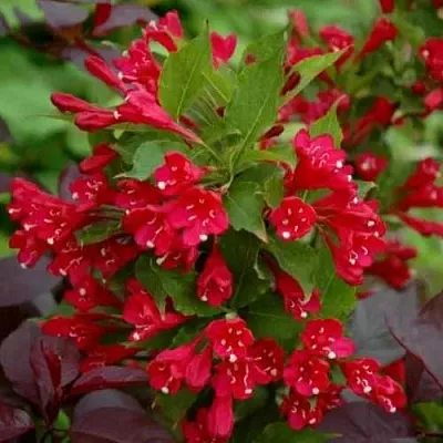 Вейгела РЕД ПРИНЦ  Вейгела РЕД ПРИНЦ в Видном