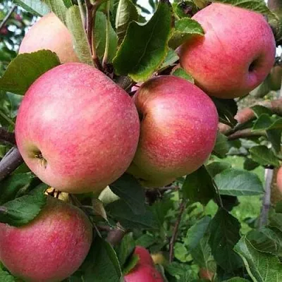 Яблоня ТЕРЕМОК в Видном