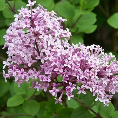 Сирень ПАЛИБИН   Сирень ПАЛИБИН  в Видном