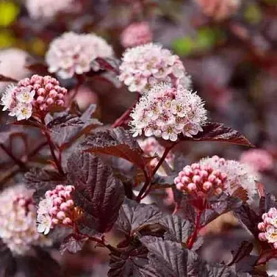 Пузыреплодник АНДРЕ   Пузыреплодник АНДРЕ  в Видном