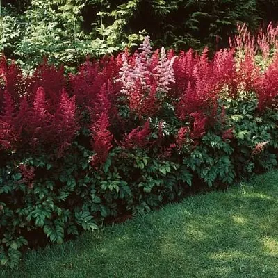 Астильба ГРАНАТ Арендса  Астильба ГРАНАТ Арендса в Видном