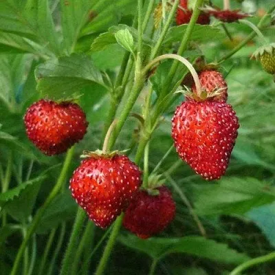 Земляника АЛЬПИЙСКАЯ в Видном