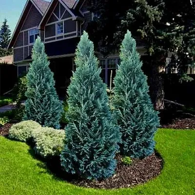 Кипарисовик ВАН ПЕЛЬТС БЛЮ лавсона  Кипарисовик ВАН ПЕЛЬТС БЛЮ лавсона в Видном