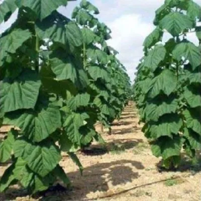 Павлония ПАО ТОГН Z07 в Видном