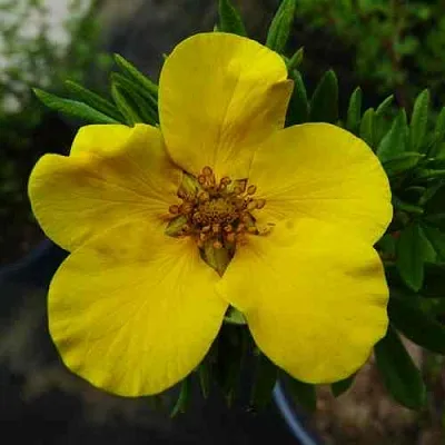 Лапчатка ГОЛДФИНГЕР кустарниковая  Лапчатка ГОЛДФИНГЕР кустарниковая в Видном