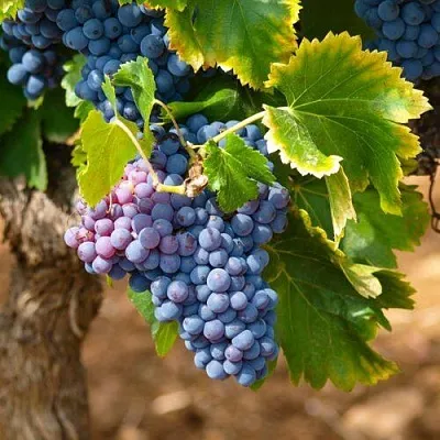 Виноград ЗИЛГА  Виноград ЗИЛГА в Видном