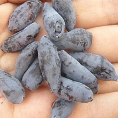 Жимолость съедобная ЧУЛЫМСКАЯ  Жимолость съедобная ЧУЛЫМСКАЯ в Видном