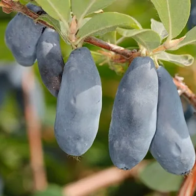 Жимолость съедобная СИНИЙ УТЕС  Жимолость съедобная СИНИЙ УТЕС в Видном