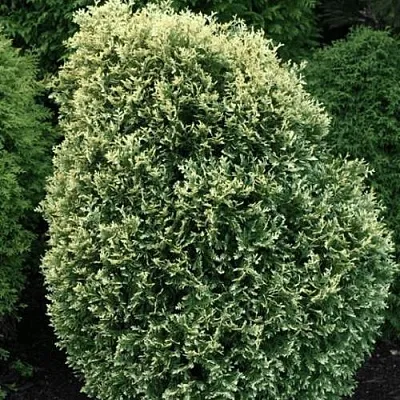 Туя ЛИТОМИШИЛ западная в Видном