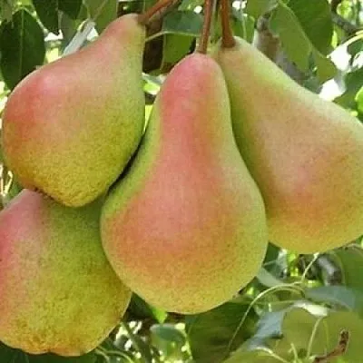 Груша ЛЕСНАЯ КРАСАВИЦА  Груша ЛЕСНАЯ КРАСАВИЦА в Видном