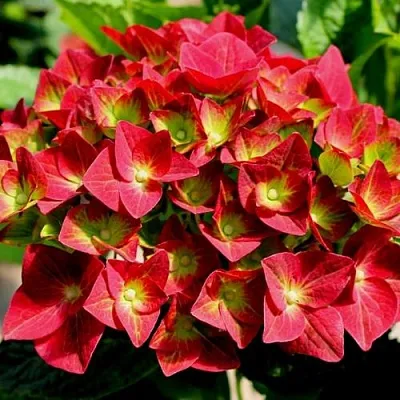 Гортензия ГРИН ШАДОУ крупнолистная в Видном