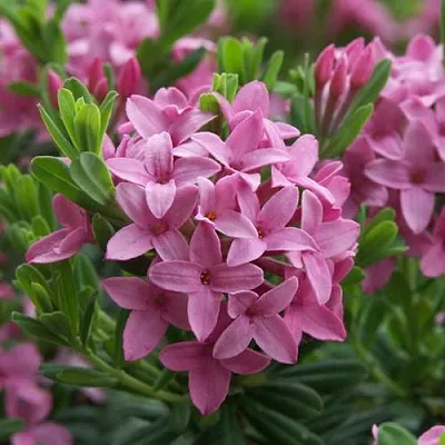 Волчеягодник КОЛЛИНА ГАРАЛЕНС  Волчеягодник КОЛЛИНА ГАРАЛЕНС в Видном