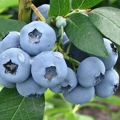 Голубика БЛЮЭТТА в Видном