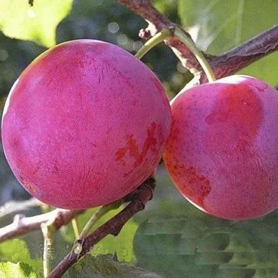 Слива ДЕЛИКАТНАЯ  Слива ДЕЛИКАТНАЯ в Видном