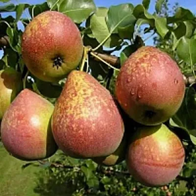 Груша МРАМОРНАЯ  Груша МРАМОРНАЯ в Видном