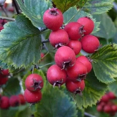 Боярышник АРНОЛЬДА  Боярышник АРНОЛЬДА в Видном