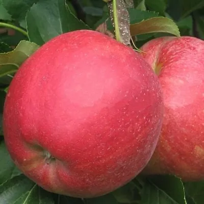 Яблоня РУБИН в Видном