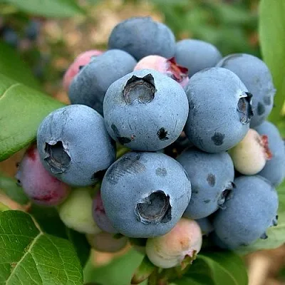 Голубика КОЛЛИНЗ  Голубика КОЛЛИНЗ в Видном