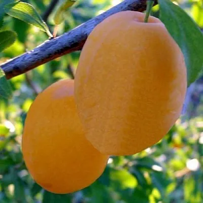 Слива НАТАША  Слива НАТАША в Видном