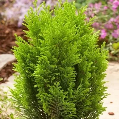 Кипарисовик ЭЛВУДИ ГОЛД лавсона  Кипарисовик ЭЛВУДИ ГОЛД лавсона в Видном