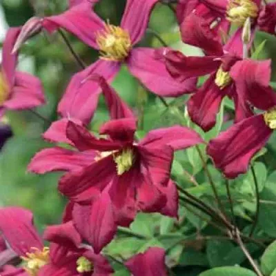 Клематис СТРОУБЕРРИ ФИЛДС  Клематис СТРОУБЕРРИ ФИЛДС в Видном