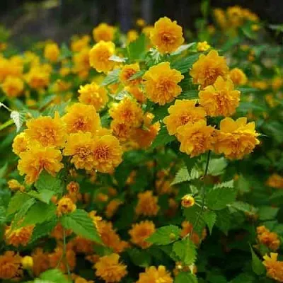 Керрия японская ПЛЕНИФЛОРА  Керрия японская ПЛЕНИФЛОРА в Видном