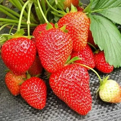 Клубника ВИМА РИНА ремонтантная в Видном