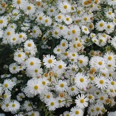 Болтония СНОУБЭНК  Болтония СНОУБЭНК в Видном