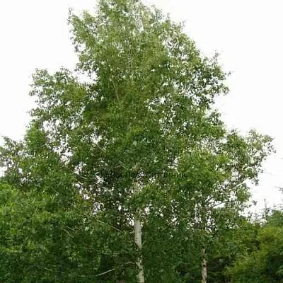 Береза бородавчатая в Видном