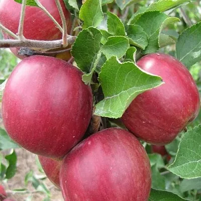 Яблони Московское Ожерелье колонновидная в Видном