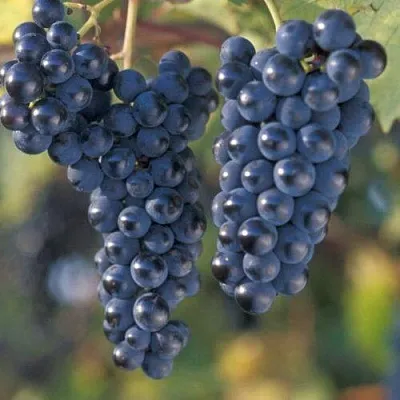 Виноград МАРКЕТТ  Виноград МАРКЕТТ в Видном