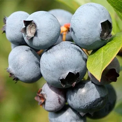 саженцы голубики саженцы голубики