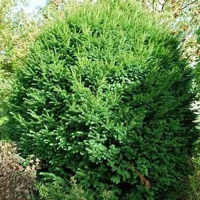 Тис РЕПАНДЕНС ягодный  Тис РЕПАНДЕНС ягодный в Видном