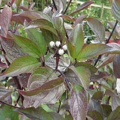 Дерен КЕССЕЛЬРИНГИ в Видном