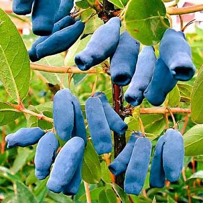 Жимолость съедобная НИМФА (ГАММА)  Жимолость съедобная НИМФА (ГАММА) в Видном