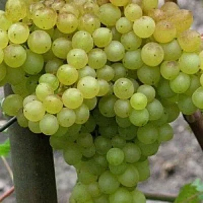 Виноград КИШМИШ 342  Виноград КИШМИШ 342 в Видном