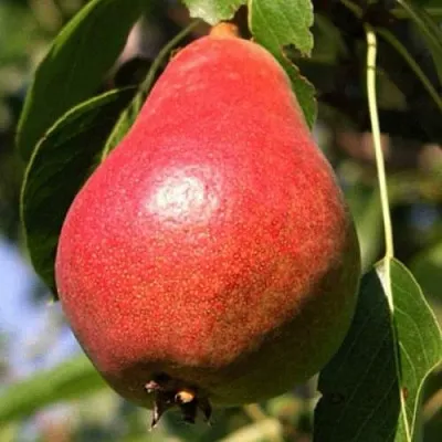 Груша НАРЯДНАЯ ЕФИМОВА  Груша НАРЯДНАЯ ЕФИМОВА в Видном