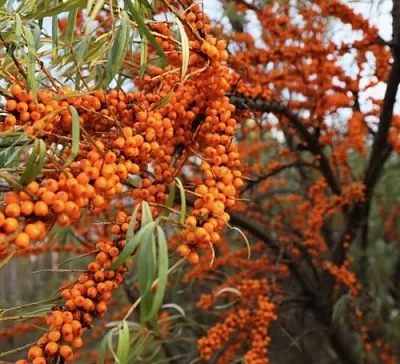 Облепиха СЕРАФИМА  Облепиха СЕРАФИМА в Видном