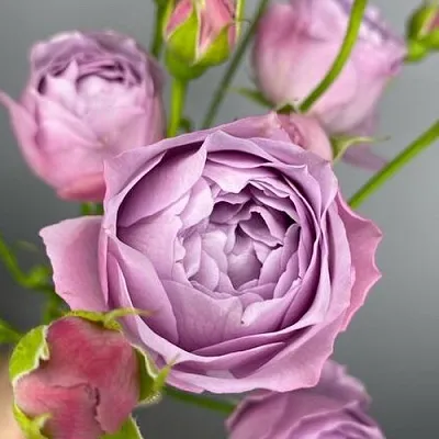 Саженцы роз ЛАВЕНДЕР БАБЛС спрей  Саженцы роз ЛАВЕНДЕР БАБЛС спрей в Видном