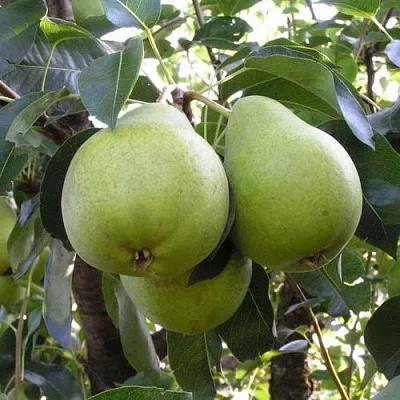 Груша МАСЛЯНИСТАЯ ЛЕТНЯЯ  Груша МАСЛЯНИСТАЯ ЛЕТНЯЯ в Видном