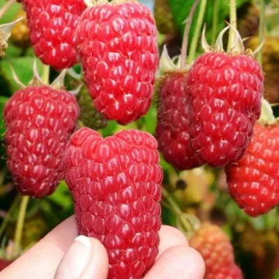 Малина МОСКОВСКИЙ ВЕЛИКАН в Видном