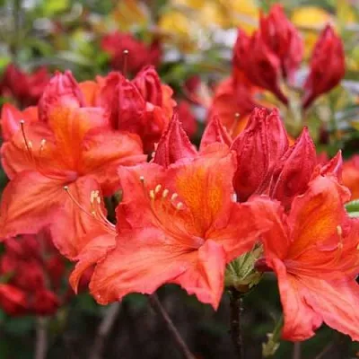 Азалия ЛИЛИНШТЕЙН японская  Азалия ЛИЛИНШТЕЙН японская в Видном