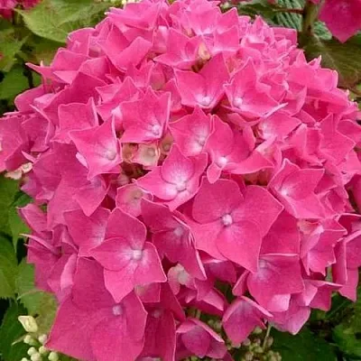 Гортензия ЛЕЙХФЕЙЕР крупнолистная в Видном