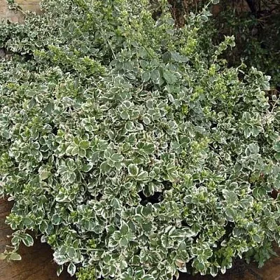 Бересклет ЭМЕРАЛЬД ГАИТИ форчуна  Бересклет ЭМЕРАЛЬД ГАИТИ форчуна в Видном