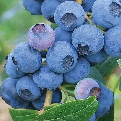 Голубика ЭРЛИБЛЮ в Видном