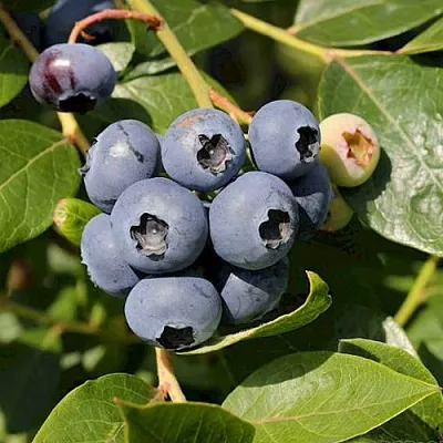 Голубика ШАНТЕКЛЕР в Видном